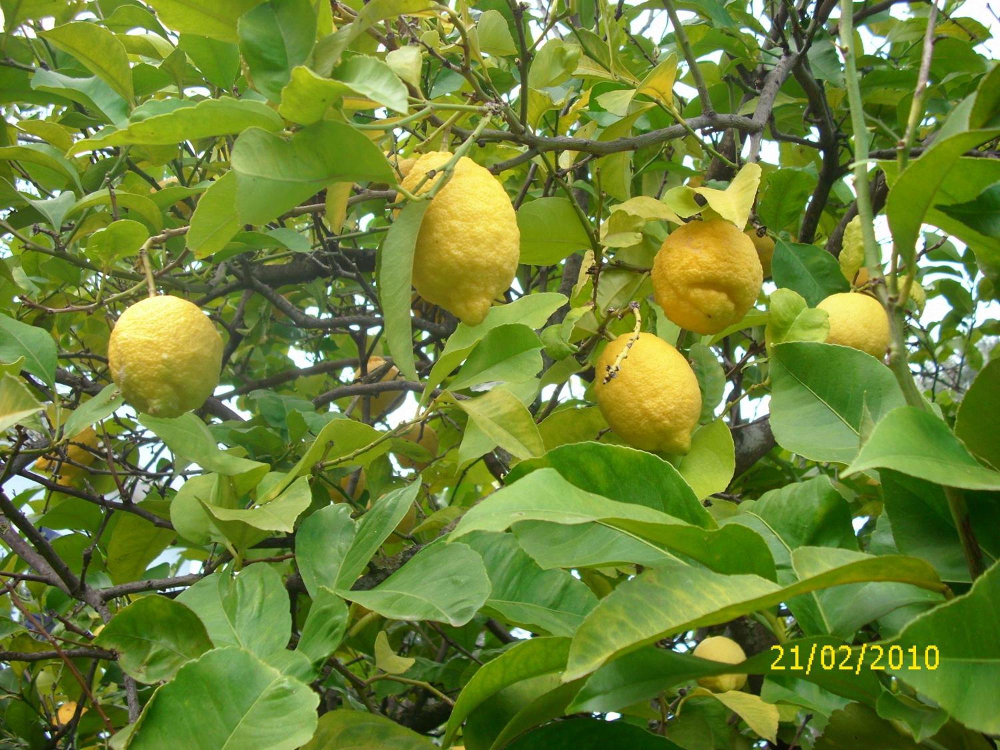 Appartamento Dal Cavallaro
